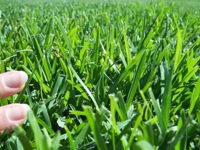 Turf for Sale ÔÇô Sir Walter, Sapphire, Kikuyu, and More at Ace Landscapes .